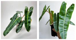 Live Plant Philodendron Billietiae Dark Form Starter Plant - £27.63 GBP