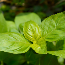 Sweet (Common) Basil 20 PCS Seeds - £6.95 GBP