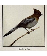Steller&#39;s Jay Bird Print 1931 Blue Book Birds Of America Animal Art PCBG21D - $19.99