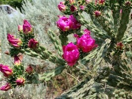 Chainlink cactus - Cylindropuntia imbricata - 5+ Seeds - (G 111) - £1.55 GBP