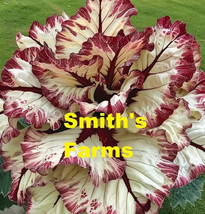 25+ Seeds Red Velet Calathea Flower From US - £7.92 GBP