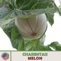 LWSTORE 40 Charentais Melon Seeds French Heirloom Cantaloupe Nongmo Genuine USPS - £6.78 GBP