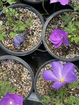 (1) 6-12” Live Well Rooted STARTER Plant Alyogyne huegelii ~Blue Purple Hibiscus - £28.14 GBP