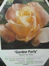 Garden Party Rose 1 Gal. Yellow White Pink Bush Plants Hybrid Tea Plant Roses - £38.94 GBP