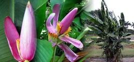 10 Pcs Royal Purple Banana Seeds #MNHG - £12.98 GBP