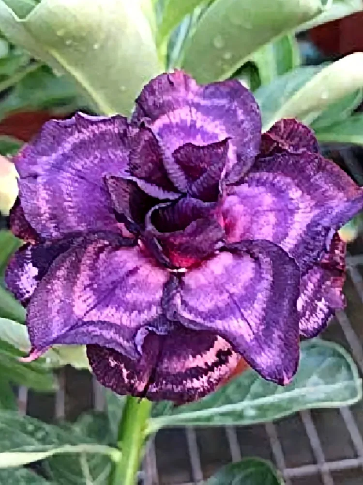 Heirloom Adenium (5) Seeds, Desert Rose with Blackish Light Purple Double Petals - £9.41 GBP
