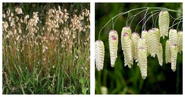 50 Seeds Quaking Grass Fresh - £27.78 GBP