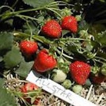 3 Allstar Junebearing Strawberry Plant Fragaria Ananassa Fruit Plant Fre... - $15.00