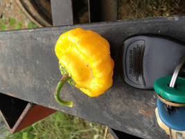 25 Jamaican Yellow Scotch Bonnet Pepper Seeds-1174A - £3.18 GBP