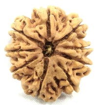Super collector 9 mukhi rudraksha - 26.66 mm - Nepal - Lab Certified - $173.25