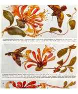 Humming Hawk Moth Honeysuckle Blossom 1940s Lithograph Print Art DWT7 - $39.99