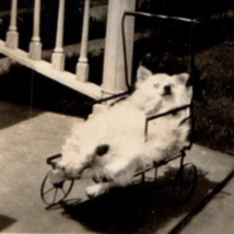 Dog in Stroller Original Photo Vintage Photograph - £7.92 GBP