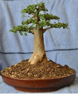 Baobab Tree {Adansonia digitata} 5 Viable Untreated seeds - £14.69 GBP