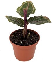 Calathea Veitchiana Prayer Medallion Oval Easy Grow Indoor Live Plant 2.5&quot; Pot - £31.96 GBP