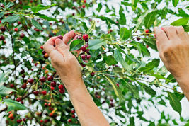15 St Lucie Cherry Tree Seeds Prunus Mahaleb Greek Spice Medicinal Grafting - £6.10 GBP