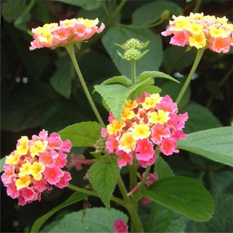 Egrow 30 Pcs Lantana Seeds Lantana Camara Tree Plan Flower Seeds Home Ga... - £14.21 GBP