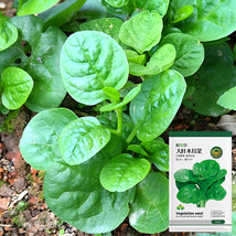 Basella alba Green Malabar spinach Seeds - $9.96