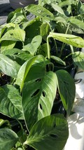 Swiss Cheese Plant~Monstera~ 1 Plant 2 To 3 Leaves Per 4" Pot - Outdoor Living - $30.99