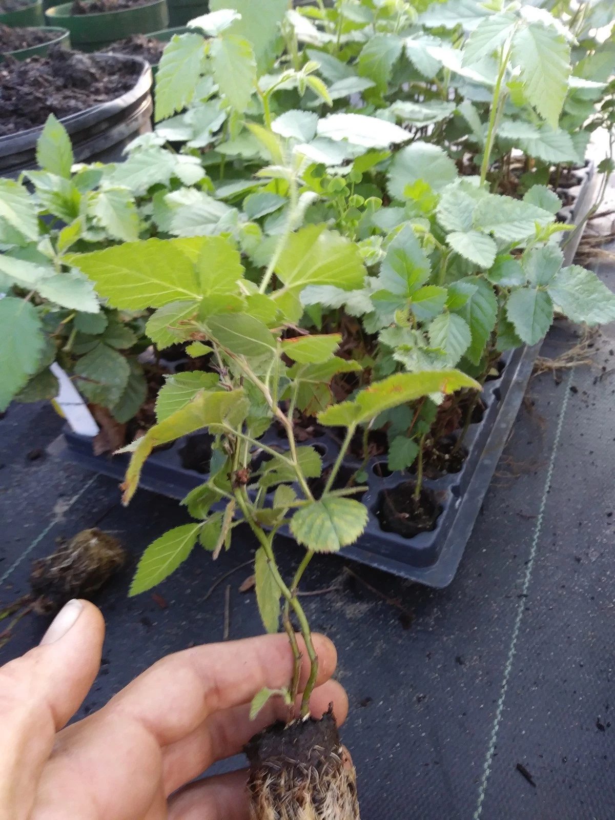 1 &quot;Navaho&quot; Thornless Blackberry Plant.  Pesicide free non GMO - $18.90
