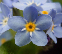 USA Blue Forget Me Not Myosotis Sylvatica Sun Or Shade Perennial 500 Seeds - £8.21 GBP