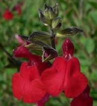40 Salvia Saint John&#39;s Fire Red Sage Seeds Deer Resistant Perennial Flower - £14.40 GBP