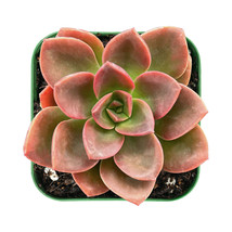 2&#39;&#39; Plant Pot Live Echeveria Melaco Succulent Plants Rooted For Indoor Decor - £16.07 GBP