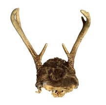 7 Point Whitetail Deer Antler Rack Horn Skull Plate 8” Wide X 11” Tall M... - $50.00