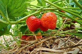 Eversweet Everbearing Strawberry 10 Bare Root Plants - Super Sweet - £15.59 GBP