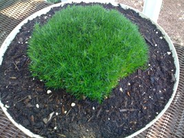 50 Irish Moss (Sagina subulata) Seeds Groundcover Heath Pearlwort Flower Seeds - £5.80 GBP