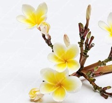 100 Piece Frangipani Plumeria Rubra Lei Egg Flower Plant Home Garden Seeds - £7.65 GBP