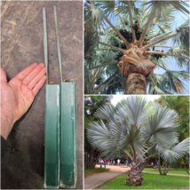 Bismarckia Nobilis Seedlings 1-10 Units Blue Silver Fan Palm Tree Cold H... - $12.62+