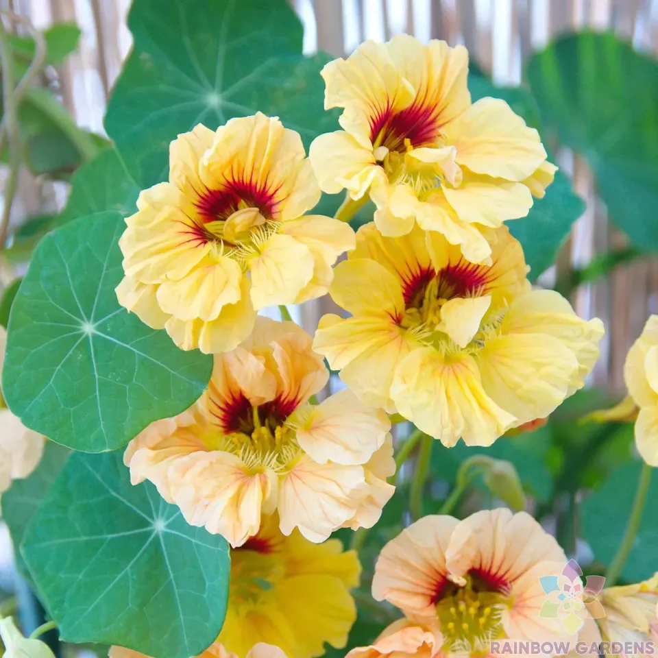 KS Dwarf Peach Melba Nasturtium Vegetable Garden Suppliers Planting 50 S... - $14.50