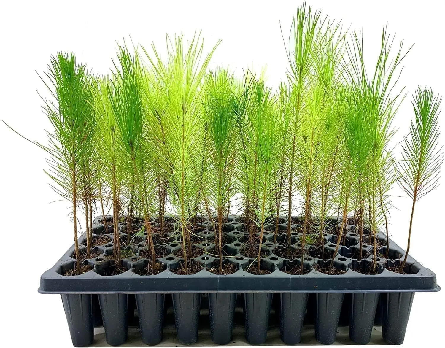 Loblolly Pine Tree Plants Live Seedlings Pinus Taeda Fast-Growing Trees - $40.77