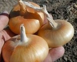 200 Seeds Cipollini Onion Seeds Yellow Sweet Heirloom Organic Non Gmo Fa... - $8.99