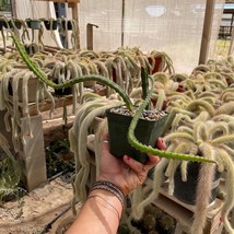 Selenicereus Grandiflorus (Queen Of The Night Cactus) Epiphyte Jungle Cactus Usa - $50.00