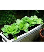 600+ Seeds Komatsuna Spinach Mustard Tendergreen - $168.96 MXN
