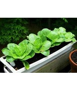 600+ Seeds Komatsuna Spinach Mustard Tendergreen - £7.07 GBP