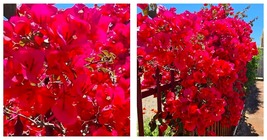 2 Double Red Bougainvillea Vine Starter Plant Garden - $57.90