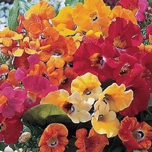 40 Of NEMESIA CARNIVAL MIX FLOWER SEEDS -ANNUAL - SWEET COCONUT SCENT - £7.96 GBP