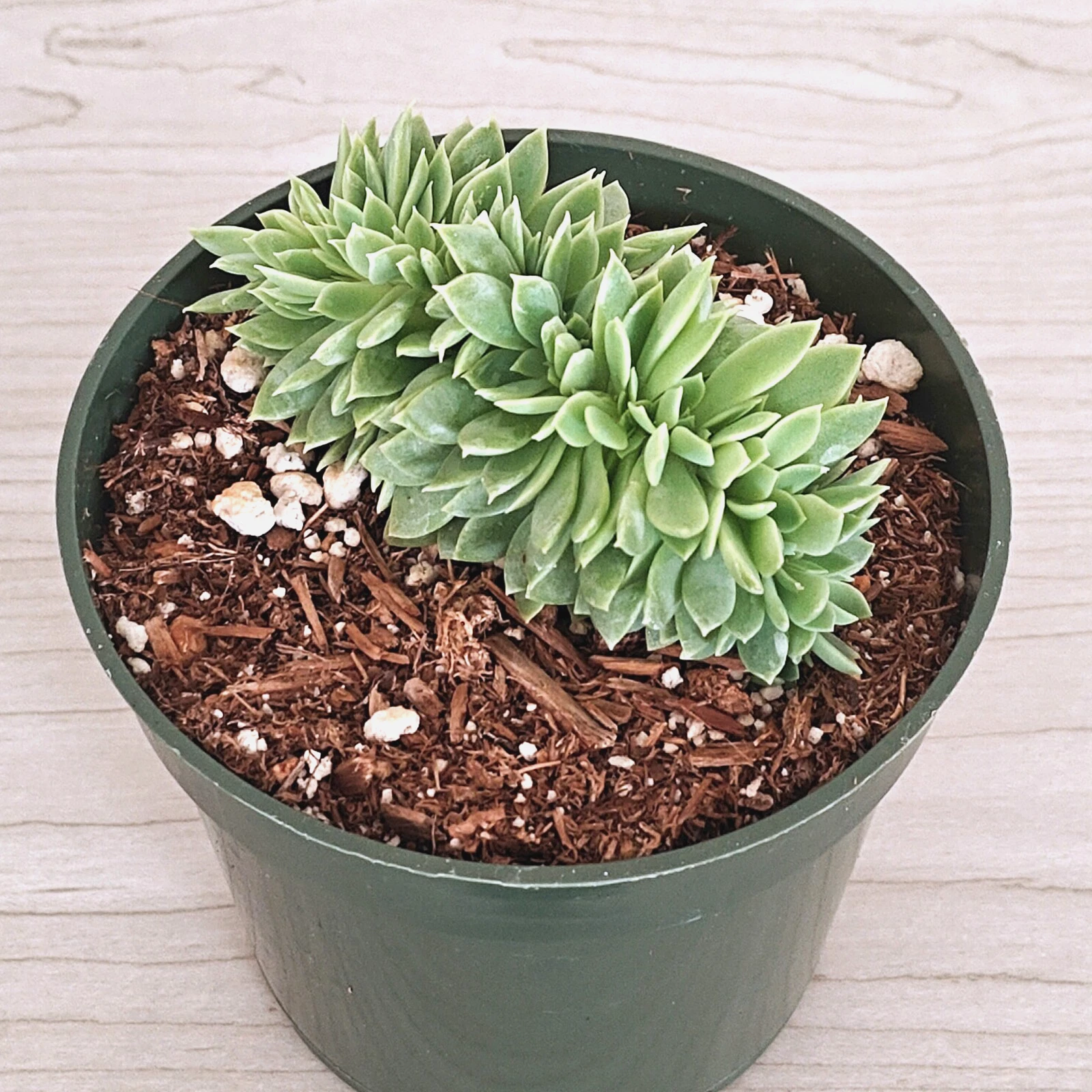 Succulent Plant - Echeveria : Blue Atoll Crestata - Live Plant In 4&quot; Pot - $30.37