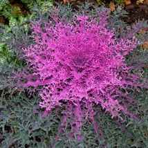 Fresh Seeds USA Seller Flowering Kale Peacock Red 20 Flower Seeds - $13.56