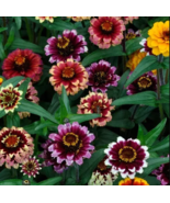 100+ Aztec Sunset Zinnia Seeds for Garden Planting - £4.14 GBP