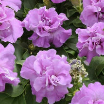 200 Double Purple Petunia Lavender Seeds Flowers Garden Planting Perennial - $13.75