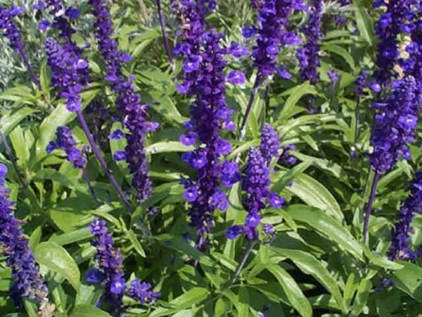 Salvia Blue Sage 200 Fresh Seeds - £10.67 GBP