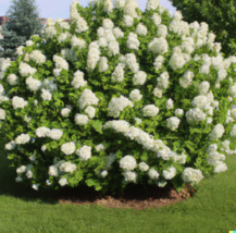 CLK 50 Hydrangea Seeds White Flower Bush, Hedge, Shrub USA Seller - £6.84 GBP