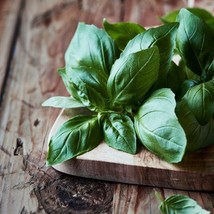 Jstore 100 Seeds Non-GMO Herb Italian Large Leaf Basil Basilicum Cooking Contain - £7.55 GBP