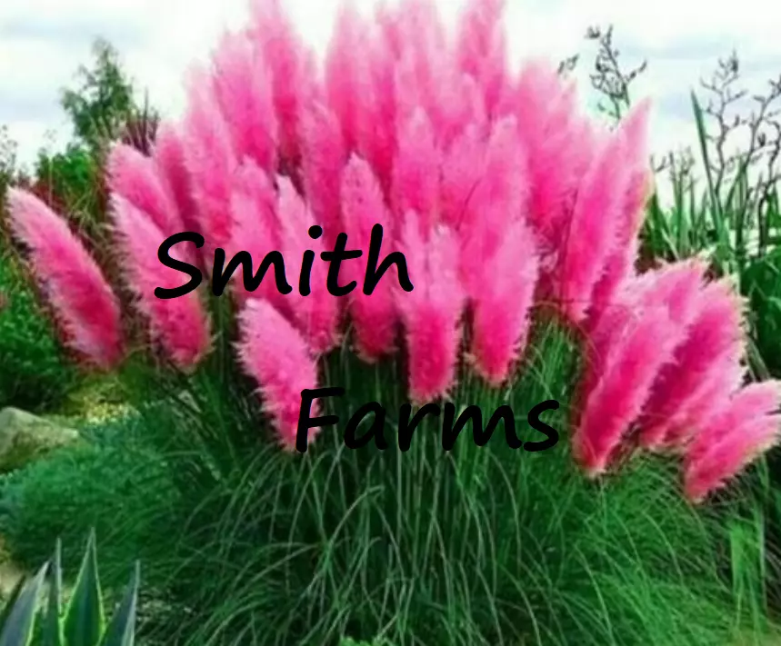 200 Seeds Pink Pampas Grass Seeds Fast US Shipping - $13.37 CAD