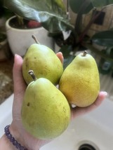 5 D’Anjou Pear Seeds Green Fruit Easy Grow Edible Smoothies Non Gmo Tx Fresh Gar - $9.98