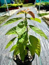 Live Avocado Marcus Pumpkin Seedling (Persea Americana) Live Fruit Tree 12”-24” - £47.83 GBP