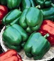 Fresh Yolo Wonder Sweet Pepper 20 Seeds Green To Red US Seller - £11.99 GBP